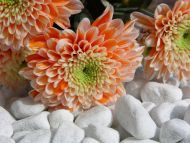 Orange Flowers with Stones