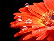 Orange Gerbera