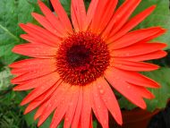 Orange Gerbera Daisy