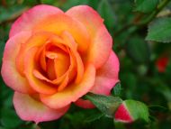 Orange Rose