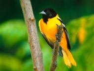 Oriole