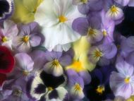 Pansy Bed of Blossoms