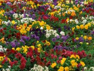 Pattern in Pansy Flowers