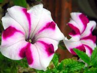 Petunias