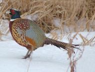 Pheasant