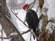 Pileated Woodpecker