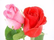 Pink and Red Rose