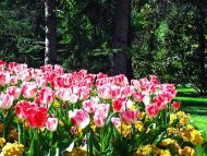 Pink and White Tulips