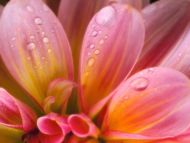 Pink Big Wet Flower