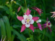 Pink Columbine