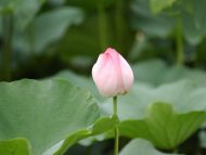 Pink Lotus Opening