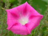 Pink Morning Glory