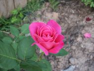 Pink Rose