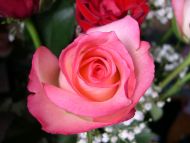 Pink Rose Close Up