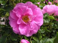 Pink Rose Rugosa