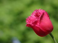 Pink Tulipa