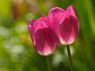 Pink Tulips