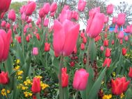 Pink Tulips, Wicksteed Park