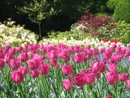 Pink White Tulips Garden