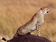 Posture Cheetah