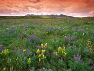 Prairie Flowers, Near East Glacier Park, Montana