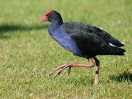 Pukeko with One Leg Raised