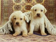 Puppies Under the Rug