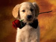 Puppy with Rose in Mouth