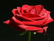 Pure Red Rose