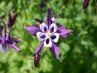 Purple Columbine