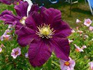 Purple Flowers