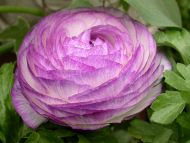 Purple Ranunculus