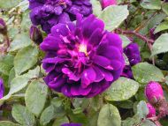 Purple Rose Centifolia Muscosa
