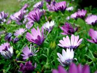 Purple Violet Gerbera Daisy