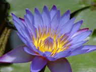 Purple Waterlily