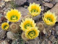 Rainbow Cacti in Bloom, Big Bend National Park, Texas