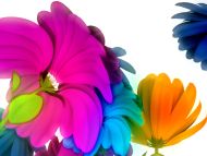 Rainbow Colour Flowers