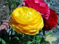 Ranunculus