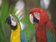 Red and Yellow Parrots