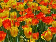 Red and Yellow Tulips