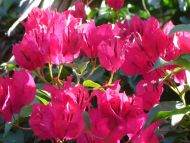 Red Bougainvillaea