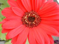 Red Daisy