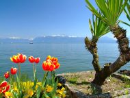 Red Flowers and Lake