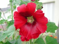 Red Hibiscus