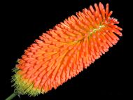 Red Hot Poker