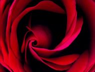 Red Opening Rose Closeup