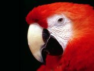 Red Parrot Closeup