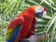 Red Parrot