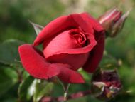 Red Rose Half Opened
