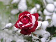 Red Rose in Snow